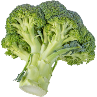 Rost kalkulátor – activé FiberShake